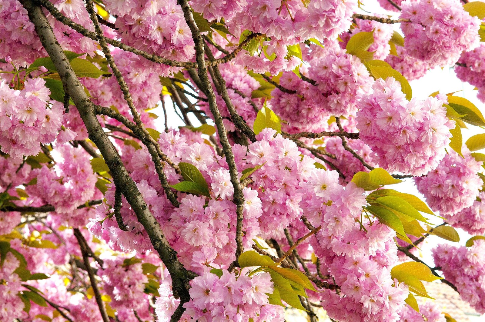 Japanese Cherry Blossom Tree Seeds – For 2026 Planting Sakura Pink Flowering
