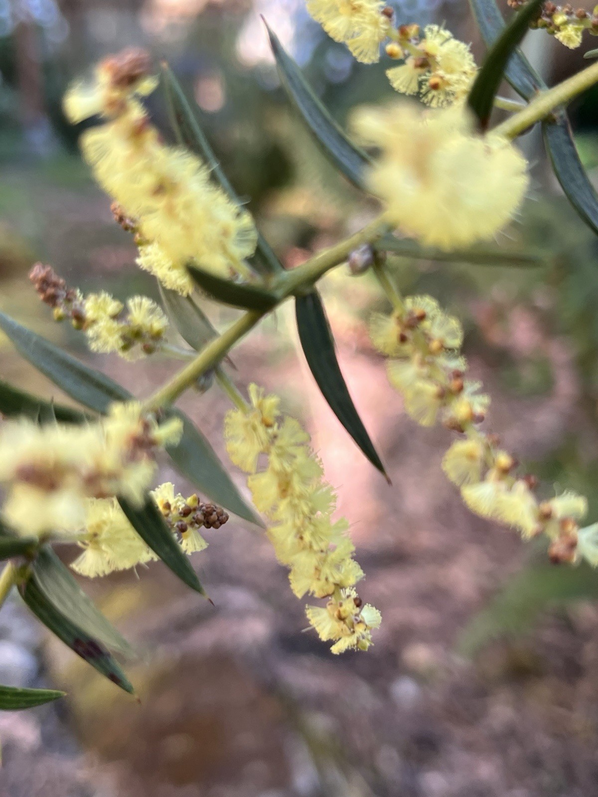 Acacia Species Assortment Packs (101 species) 5+ seeds each species