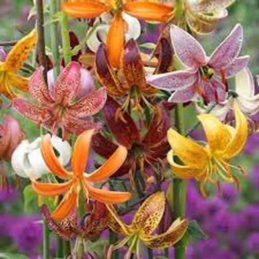 Lilium x Martagon Painted Ladies | 5_Seeds