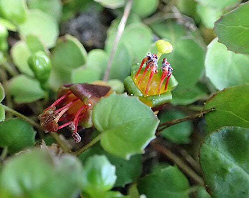 Fuchsia procumbens | Creeping, Climbing or Trailing Fuchsia | 5 Seeds