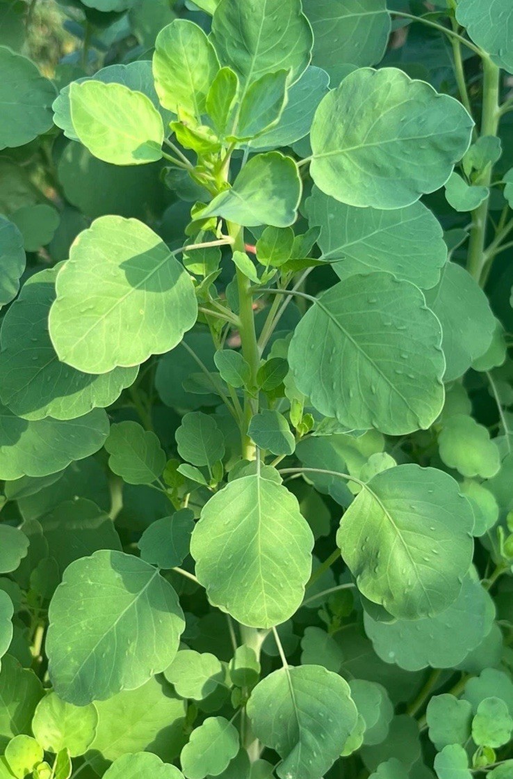 Papalo Papaloquelite Seeds 100pcs Seeds
