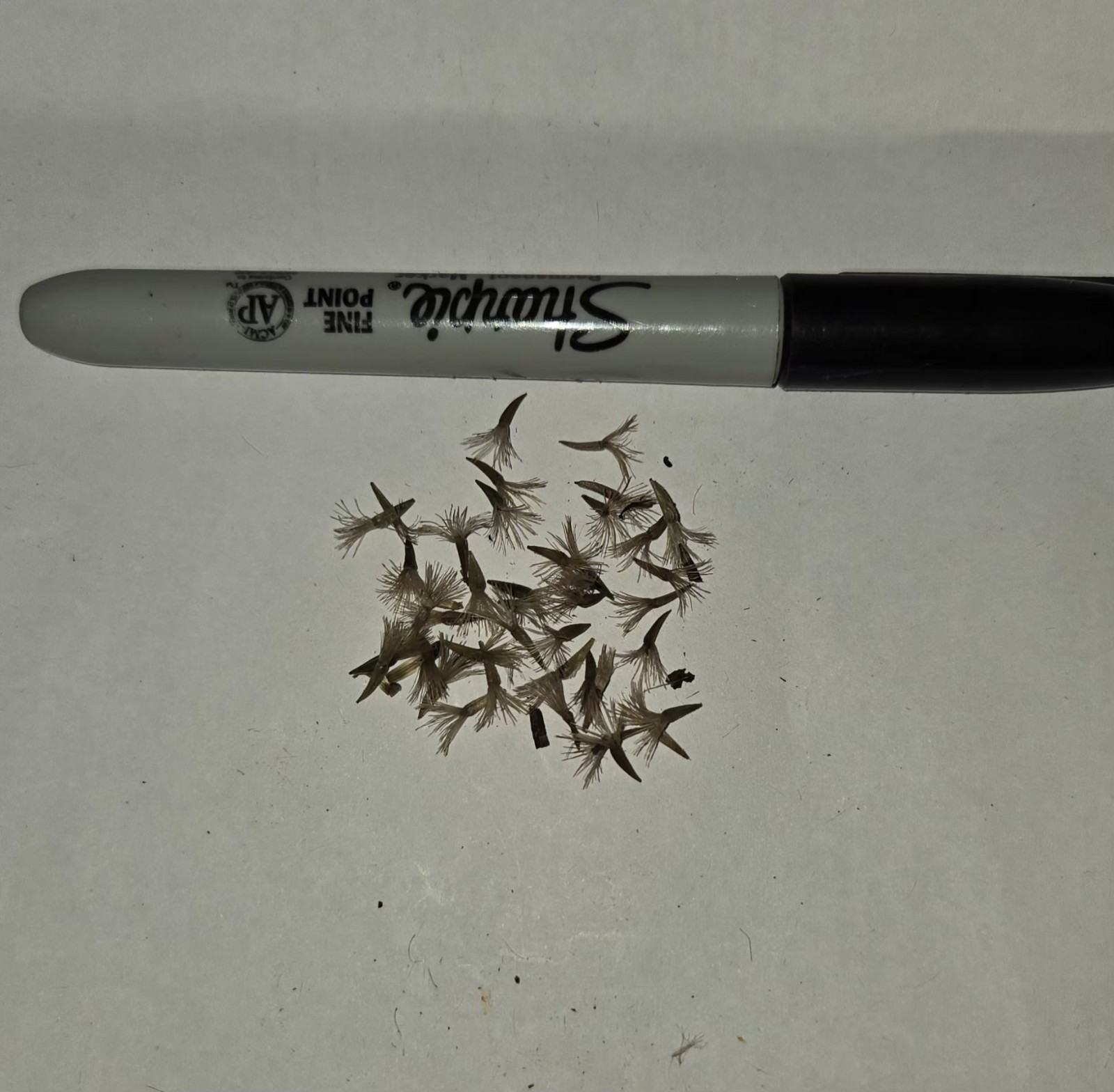 Dense blazing star (Liatris spicata) Seed Pack ~25 Seeds Pennsylvania Ecotype