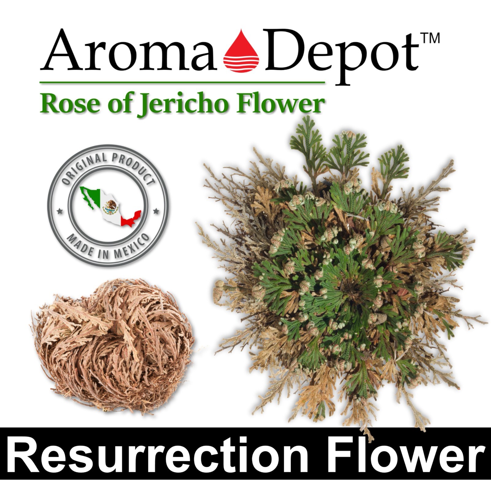 Rose of Jericho Flower Resurrection Rose Flor de Peña Selaginella Lepidoph Plant