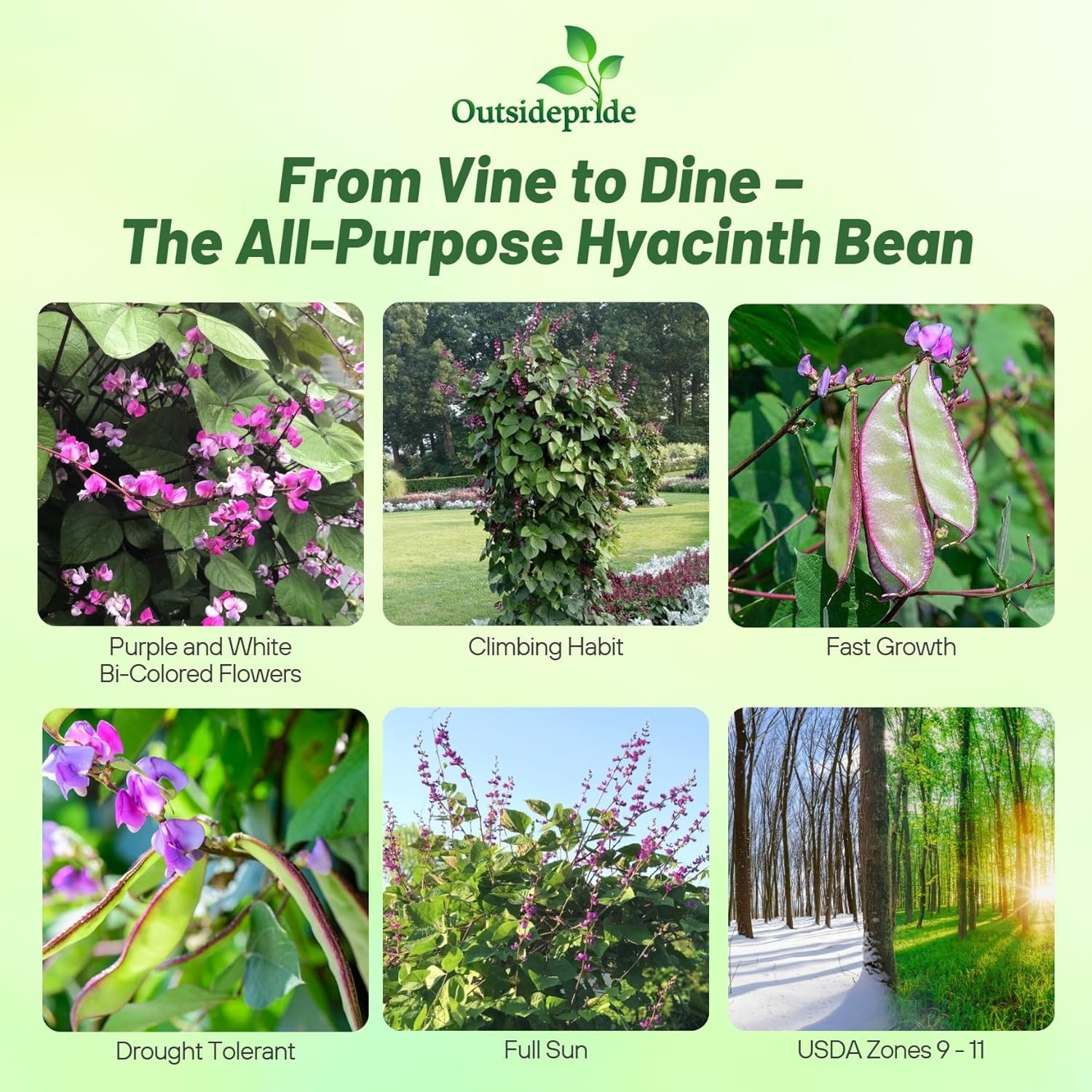 Vibrant Green Lablab Vine Seeds – Fast-Growing, 100 Pcs for Culinary Gardens