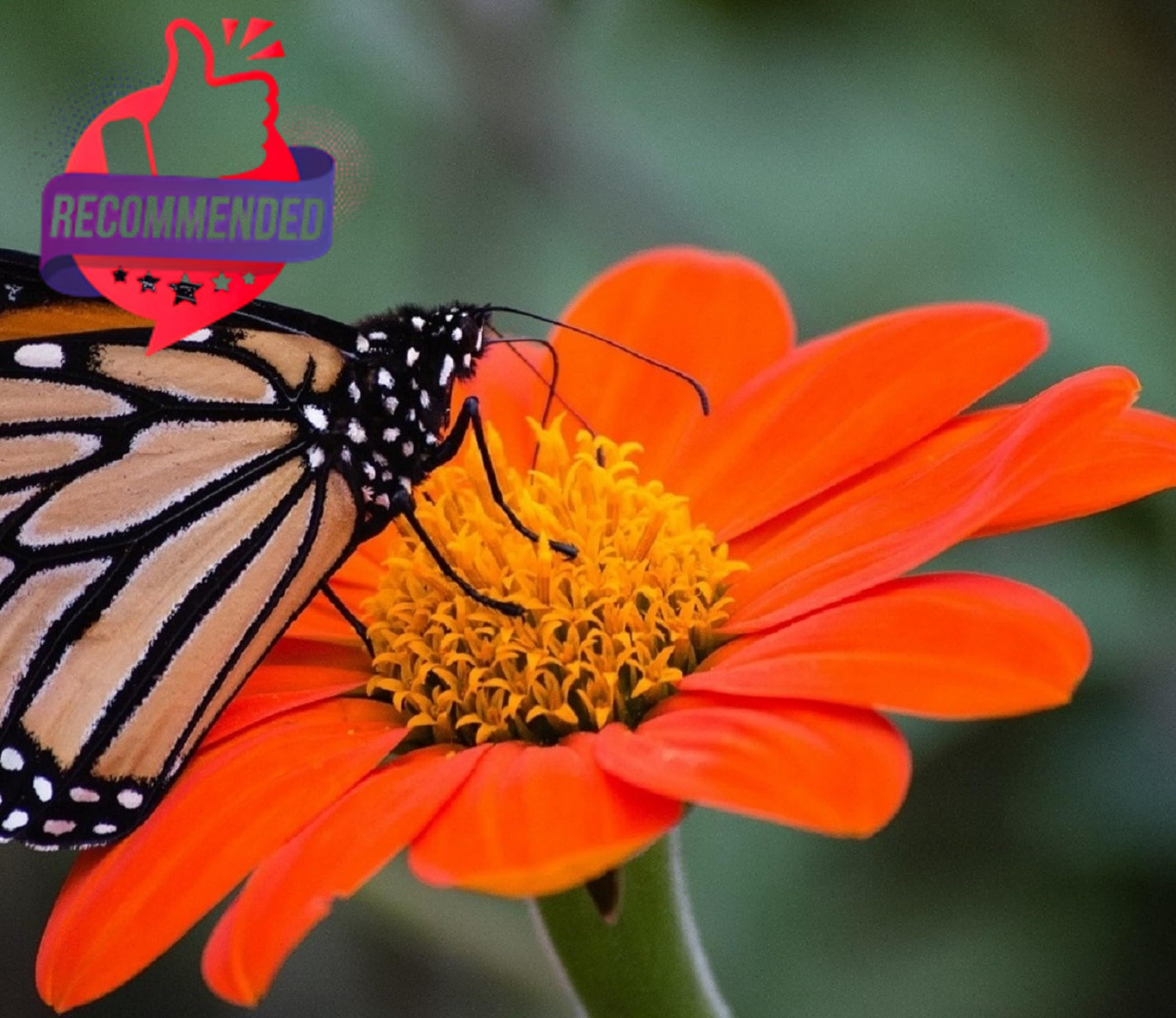 Mexican Sunflower Seeds Heirloom Orange Tithonia Dwarf Torch Flower Planting