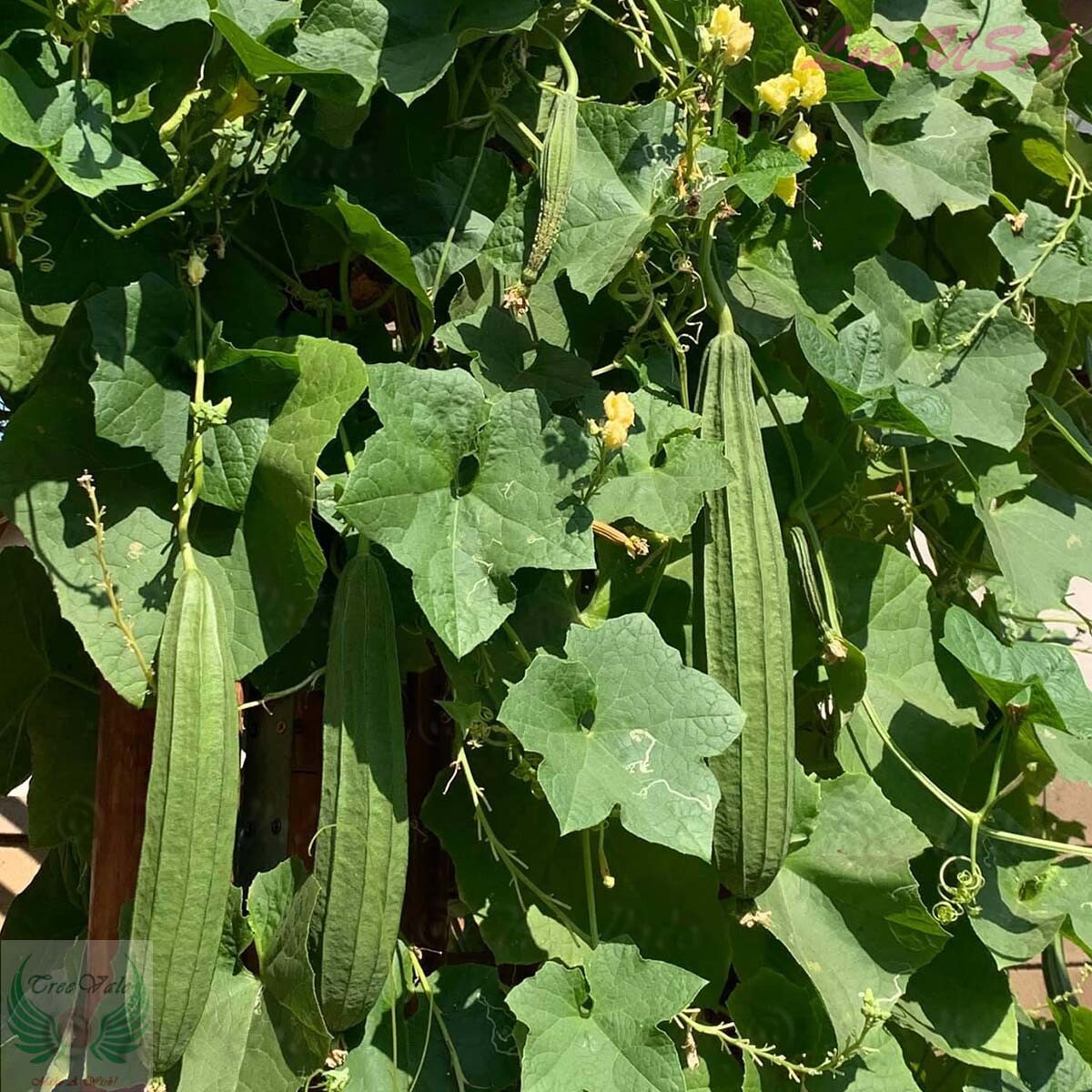 Angled Luffa, Redged Gourds, Sponge Gourds, Chinese Okra, Luffa Acutangula SEEDS