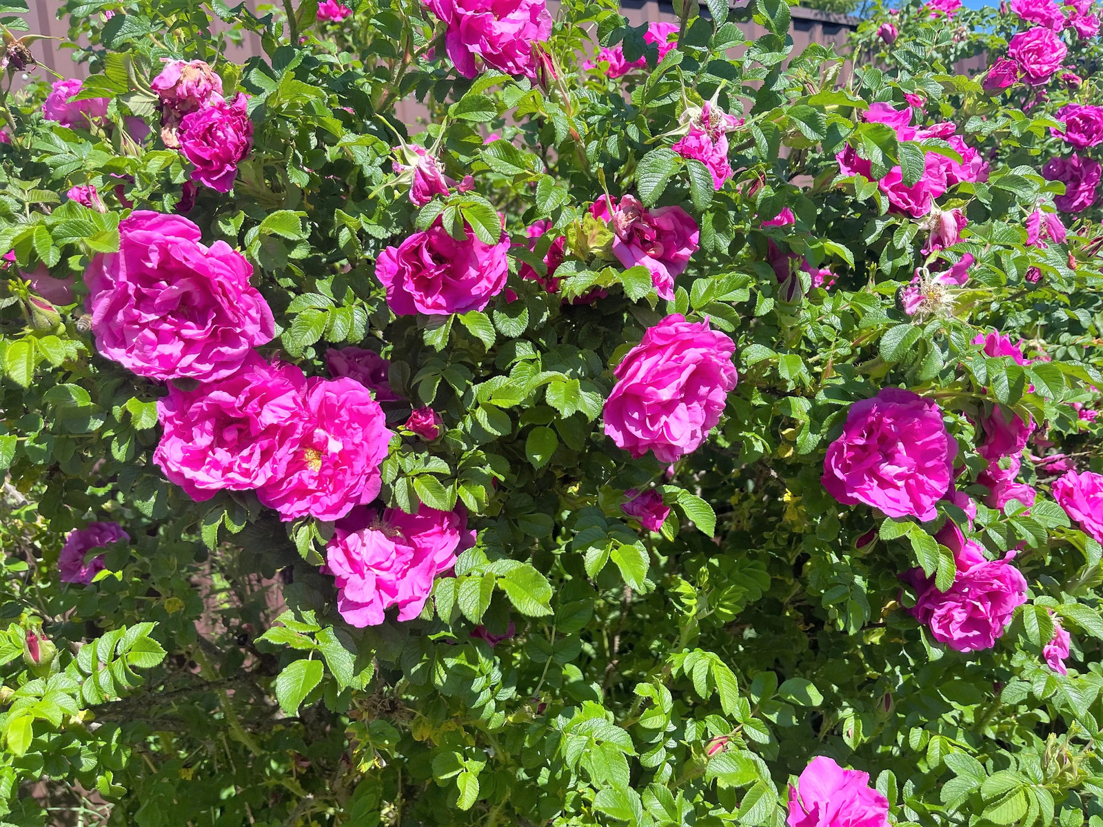 50 Pink BEACH ROSE Seaside Sand Rose, Beach Tomato Rosa Rugosa Hips Flower Seeds