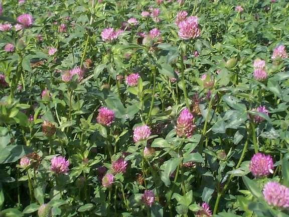 20 LBS RED CLOVER FOOD PLOT SEED FOR DEER, TURKEY, WILDLIFE, COATED SEED