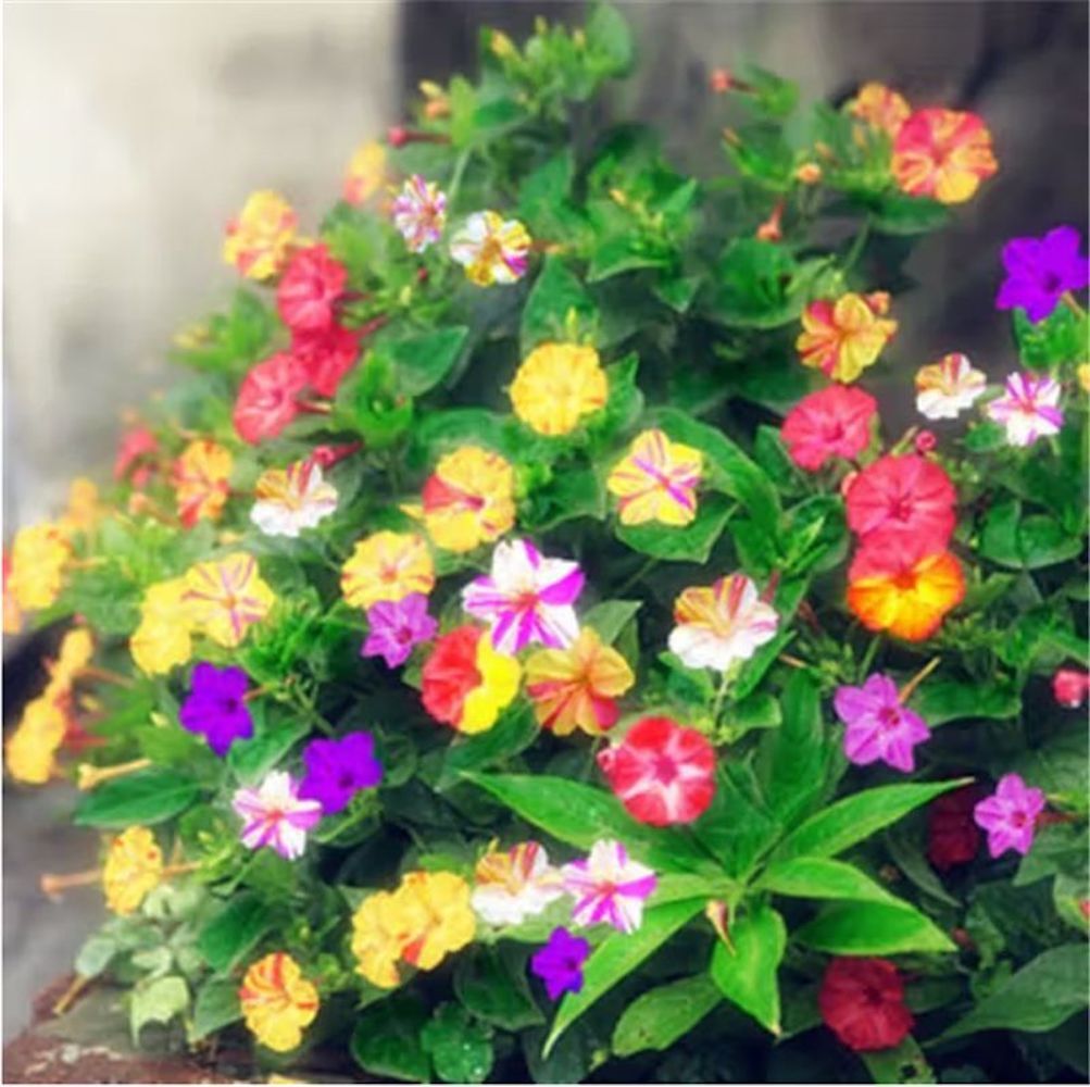 (10) JASMINE SEEDS rare exotic fragrant flower vine garden USA SELLER W/TRACK