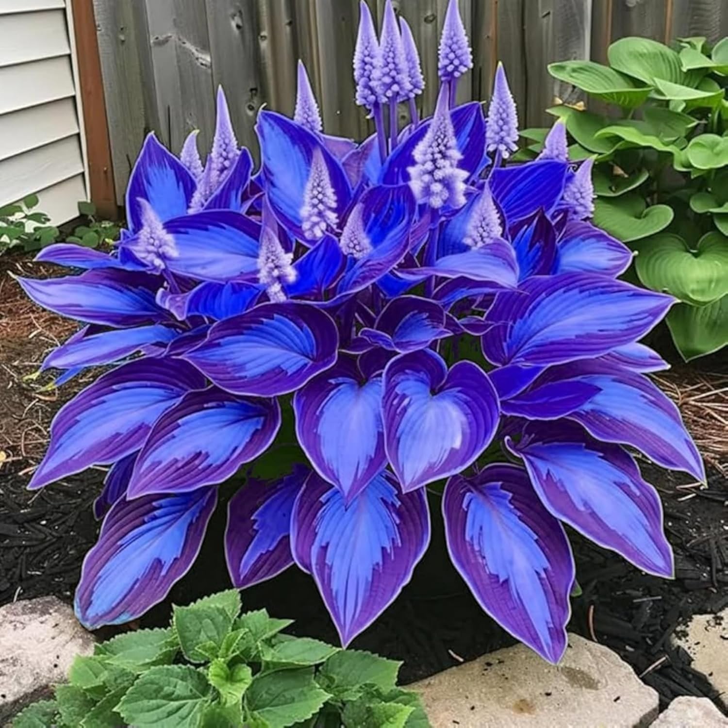 Heart-Shaped Hosta Seeds: Grow Beautiful, Low Maintenance Perennials Easily