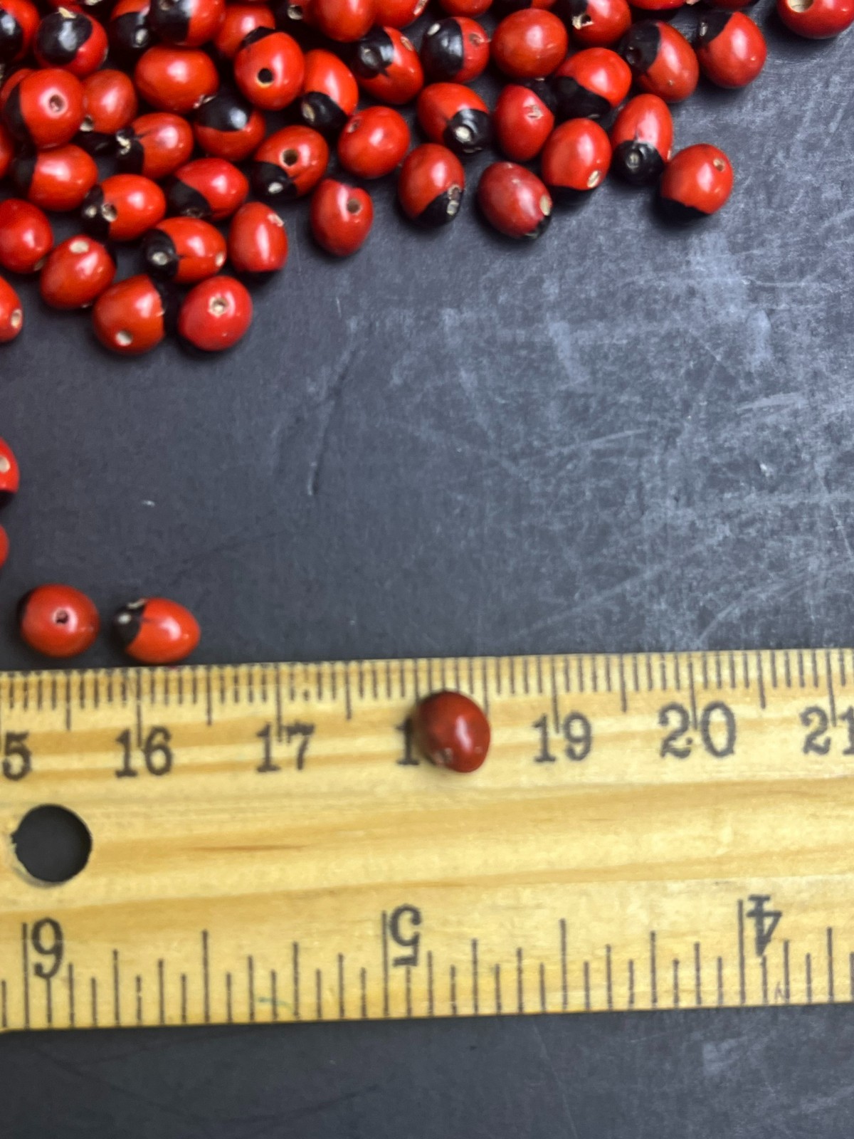 Lot of 100 New Baby Huayruro Seeds Red and Black Drilled 5 to 6 mm