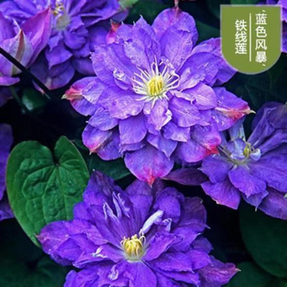 20 EXOTIC RARE CLEMATIS SEEDS garden flower plant vine climber USA SELLER USPS