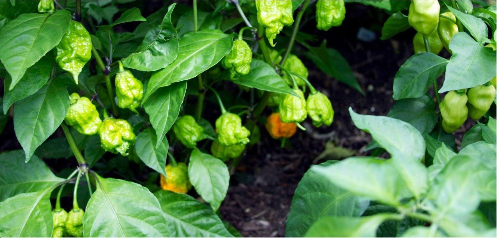 COMBO PACK Ghost pepper Carolina Reaper Trinidad Moruga Scorpion Hot chili seeds