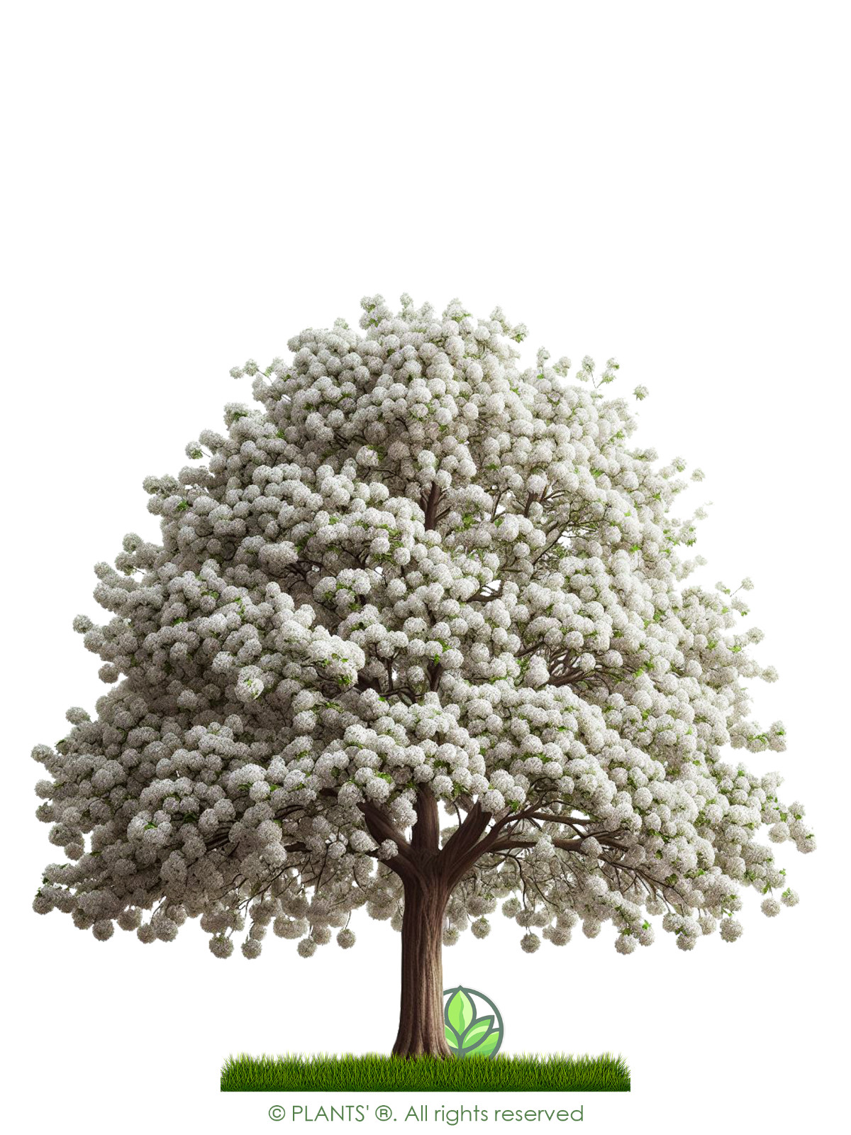 The Pear Tree | Premium Seeds | Pyrus communis ‘Spring’ | Plants’®