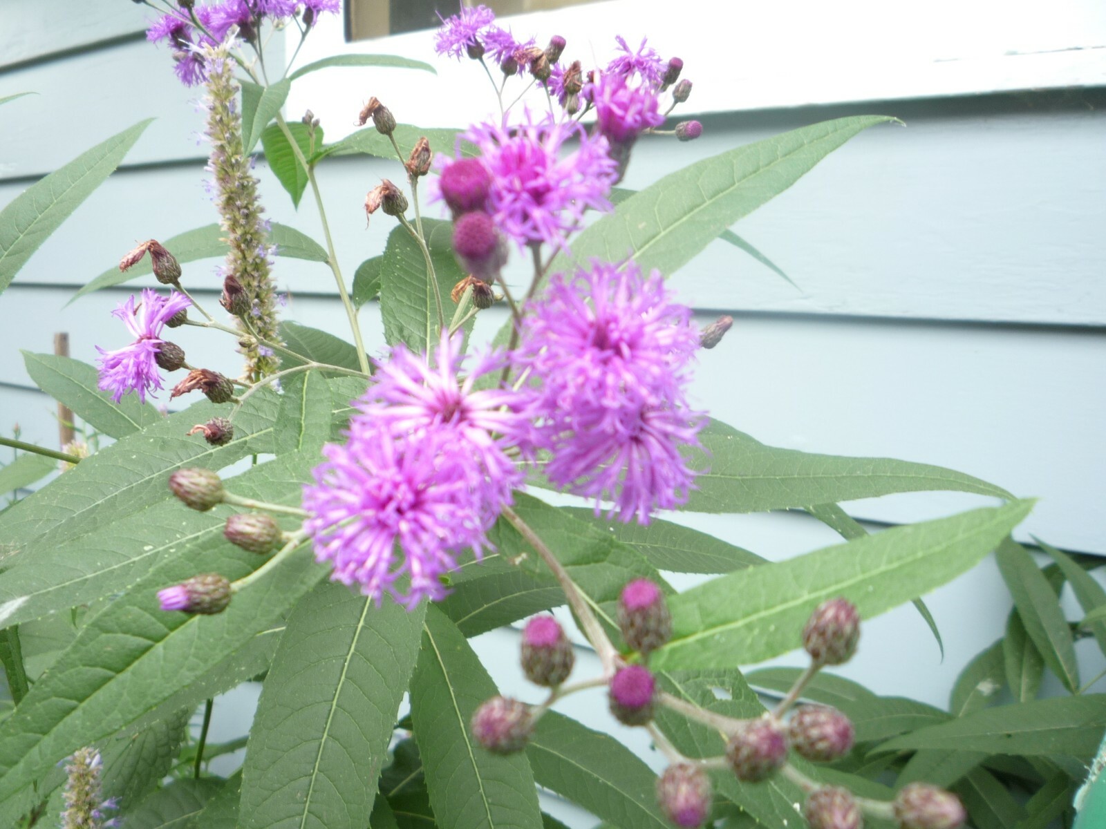Ironweed Vernonia seeds