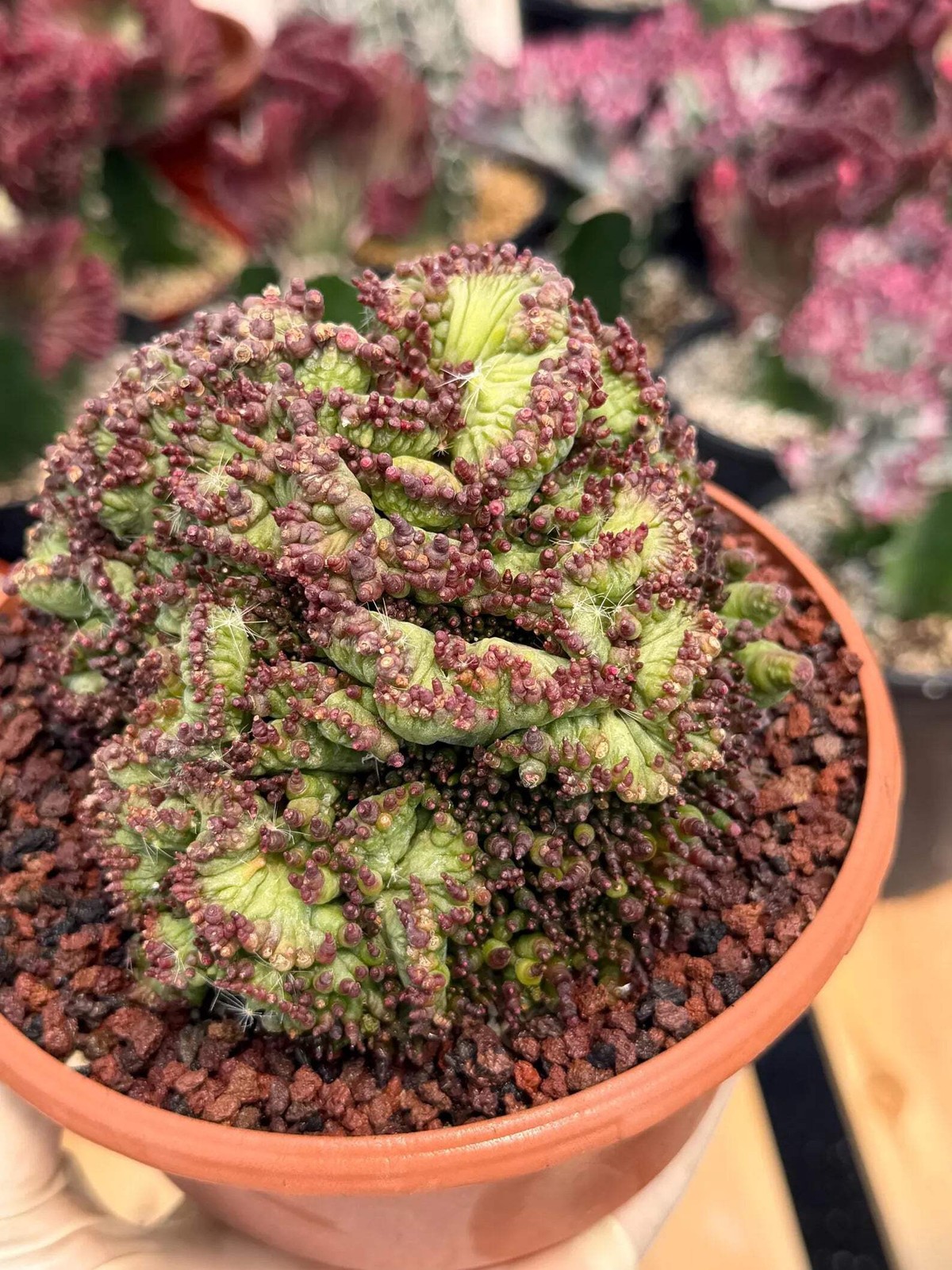 Crested Mammillaria bocasana cv. Fred | Rare Collector Cactus | Unique Live Succ