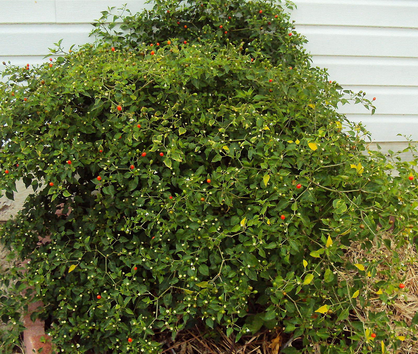 Chiltepin Bird’s Eye Wild Chili Heirloom Pepper 50 Premium Seeds – VERY HOT