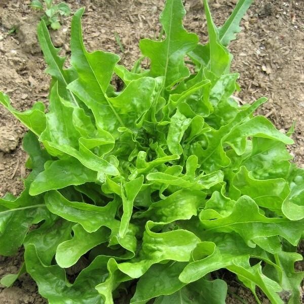 2g Fresh | NON-GMO | Oakleaf Leaf Premium Lettuce Seeds-B 41