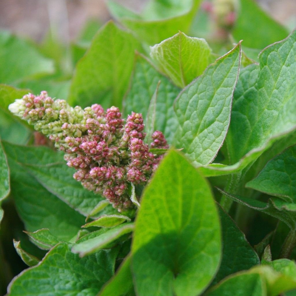 – Good King Henry Seeds for Planting – Rare Perennial Edible Herb – Chenopodi…