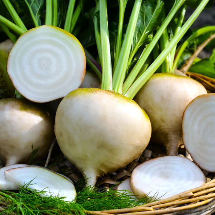 White Albino Beet Seeds | Sugar Beets Avalanche Snow Seed For 2024 Free Shipping