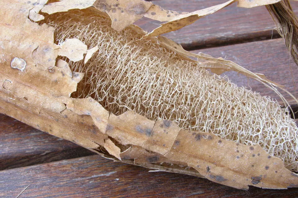 Luffa Gourd Sponge Seeds | Non-GMO | Heirloom | 25+ Fresh Garden Seeds from USA