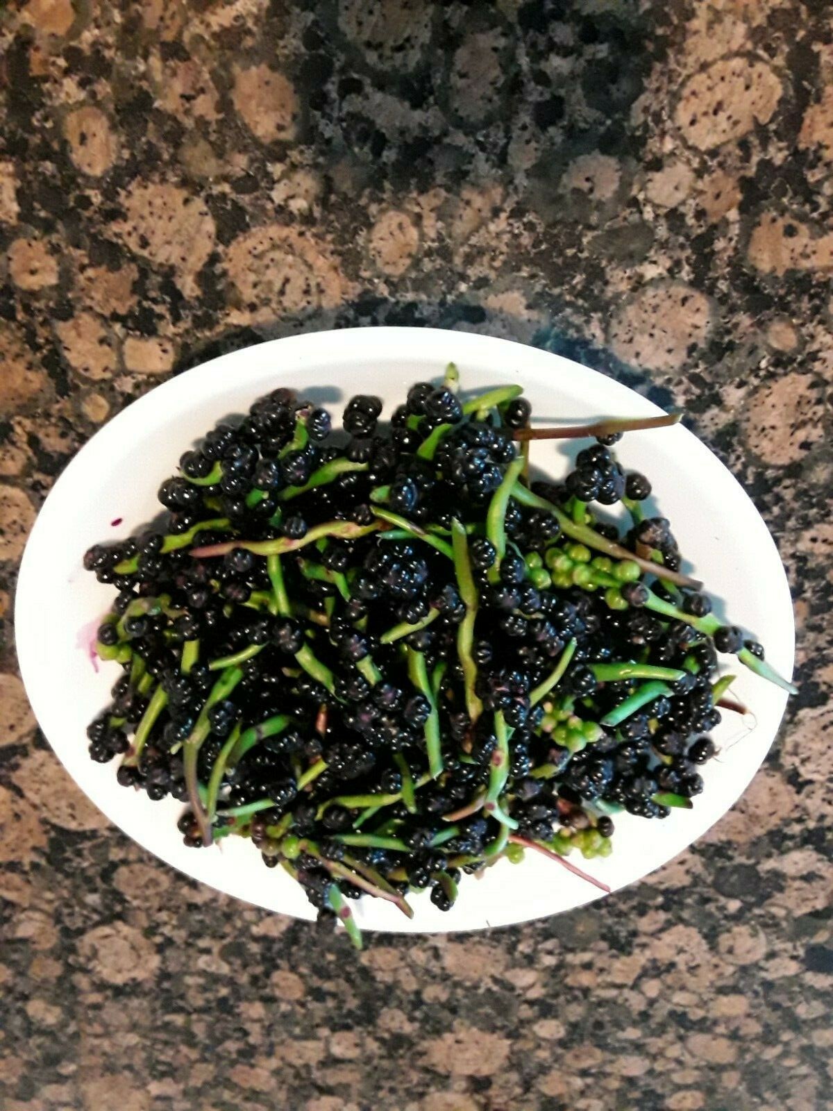 155+ Red Stem Malabar Spinach Alugbati Mong Toi Poi Sang Ceylon seeds