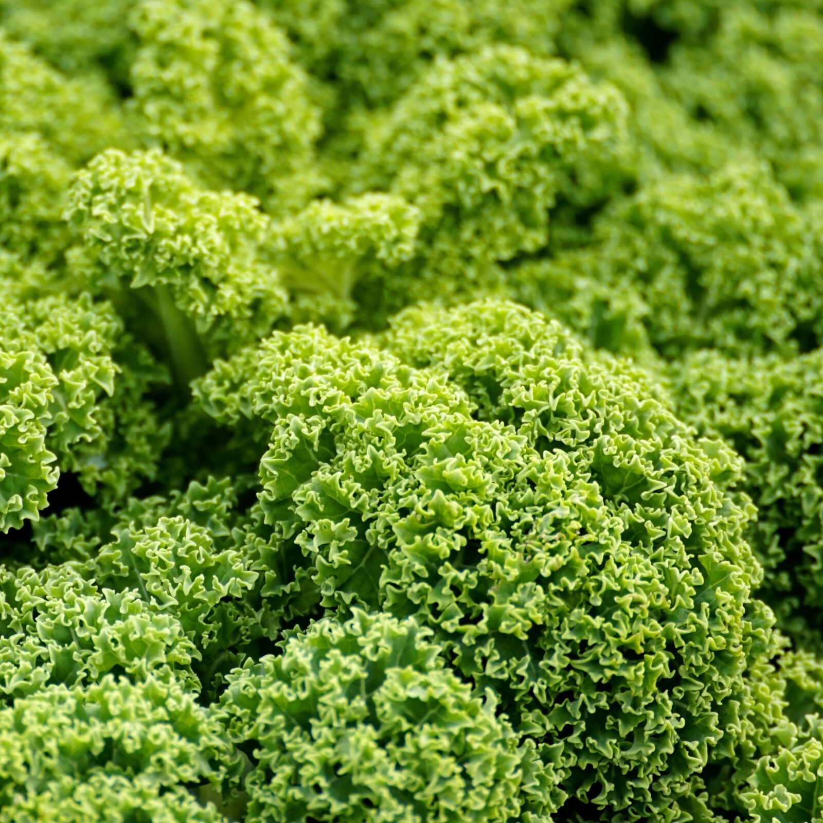Kale Blue Curled Scotch Seeds, Nutritious, Heirloom, Non-GMO, Free Shipping
