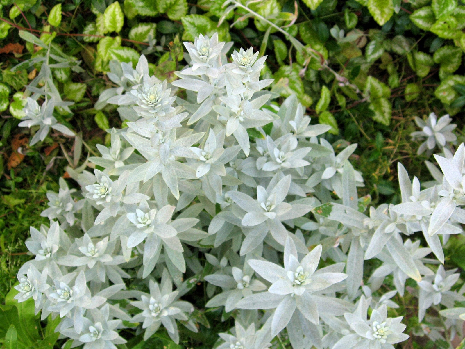 200 PRAIRIE SAGE Wormwood Fringed Sagebrush Sagewort Artemisia Ludovician Seeds