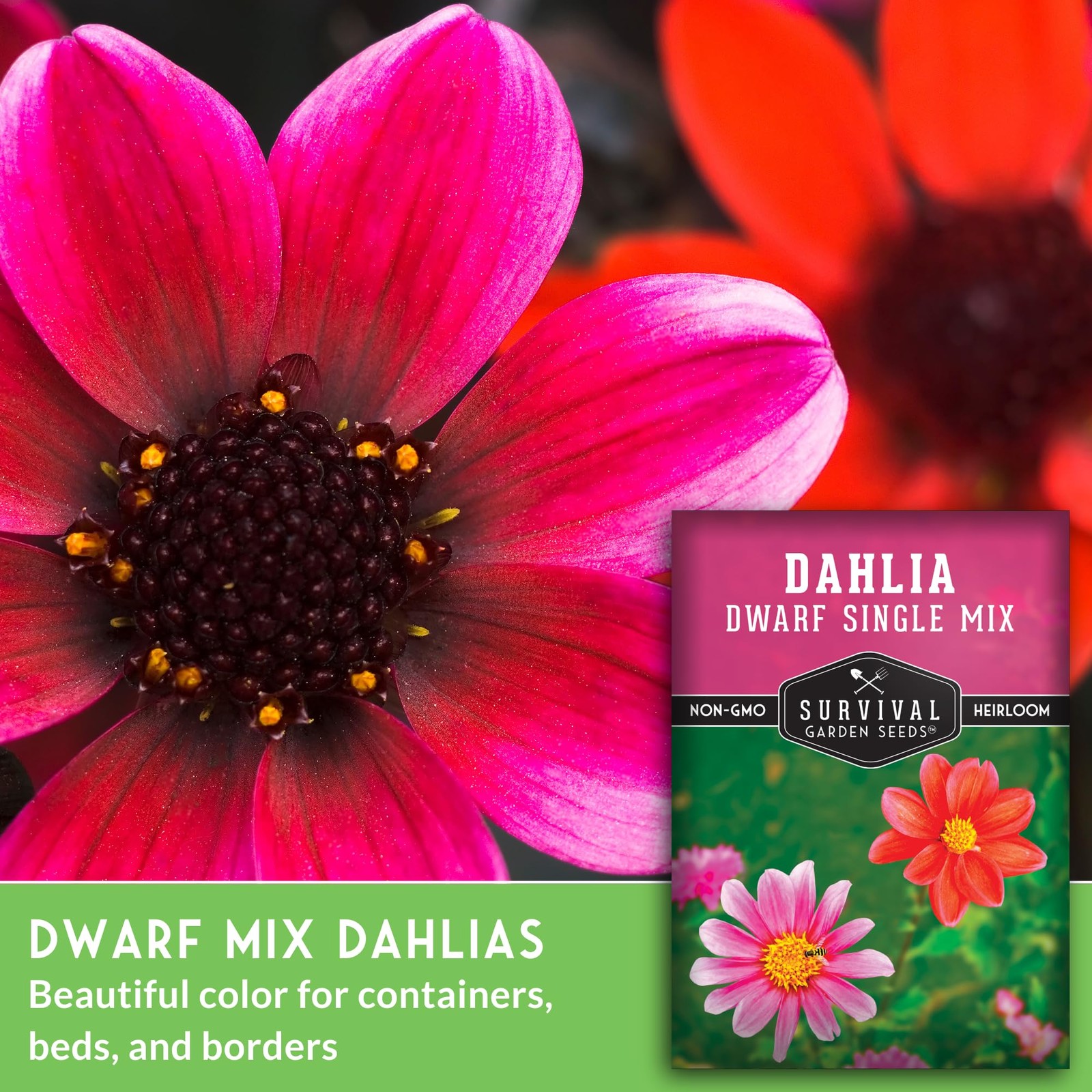 Dwarf Single Mix Dahlia Seeds for Planting – Compact Colorful Blooms for Beds…