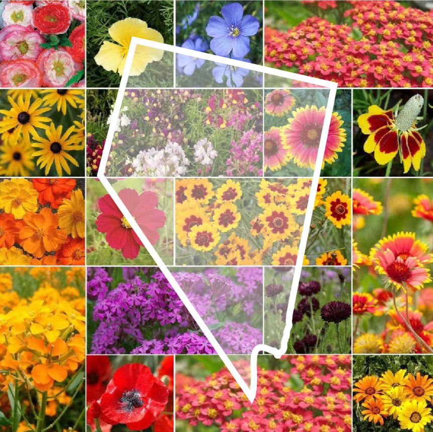 Wildflower NEVADA State Flower Mix Perennials & Annuals USA Non-GMO 1000 Seeds!