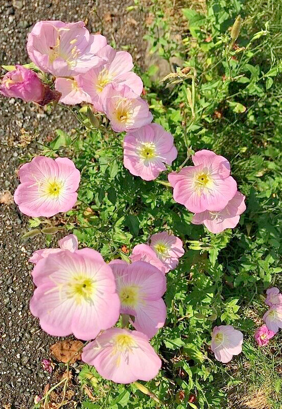 Showy pink evening primrose 100 seeds pink evening primrose, Oenothera speciosa