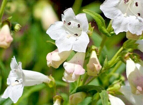 snow white Penstemon digitalis 200 seeds beardtongue, wildflower, EZ to grow