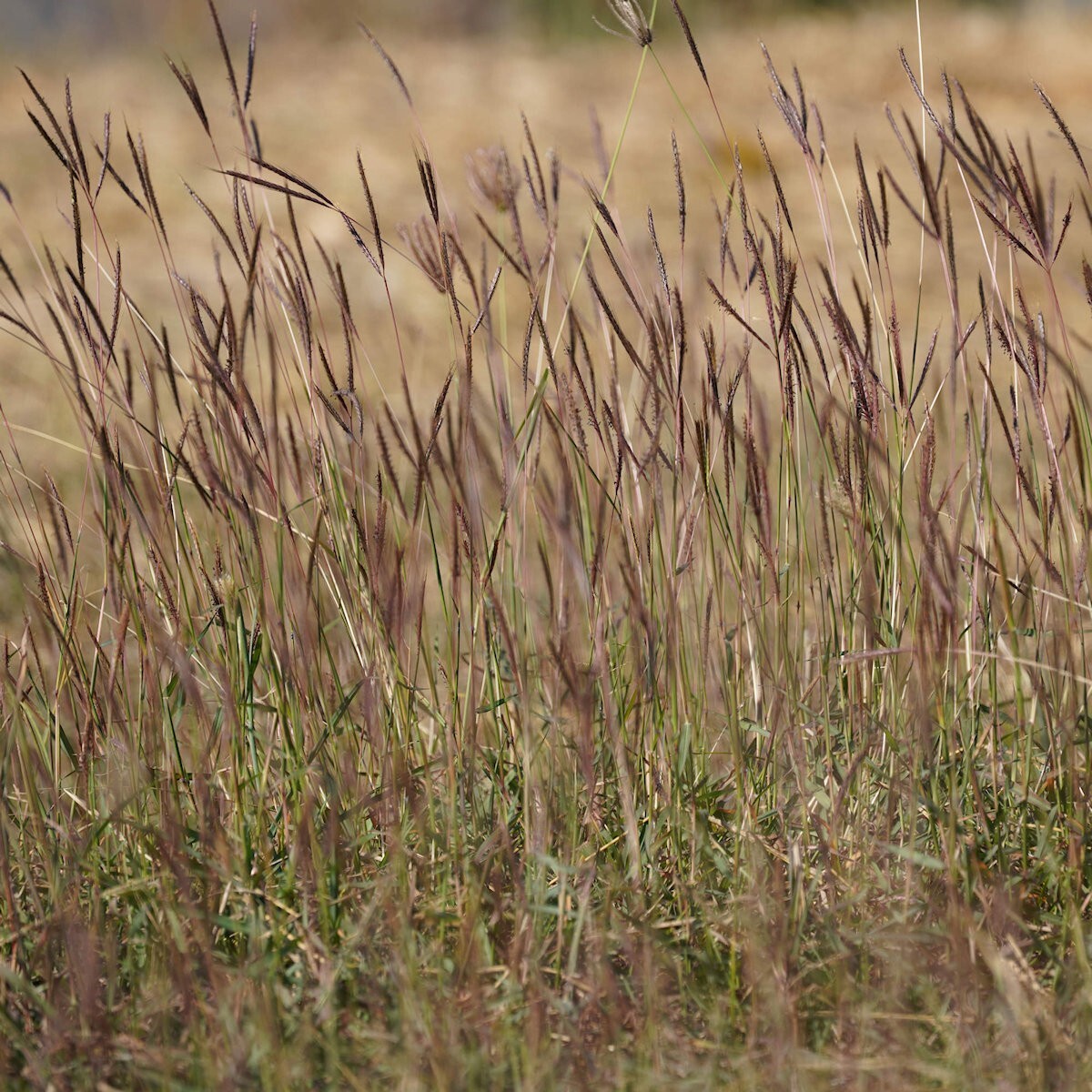 1/4 Lb Big Bluestem Native Grass Seeds – Everwilde Farms Mylar Seed Packet