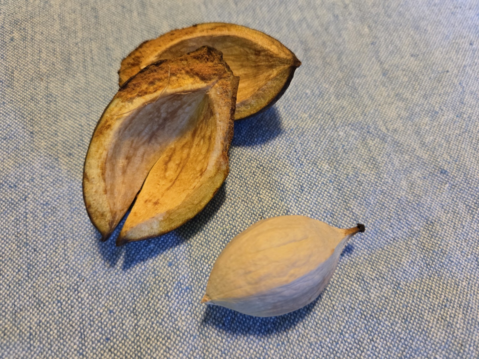 Hickory Nuts Lot of 10, Seed, Fall Decorating, Natural Animal Food