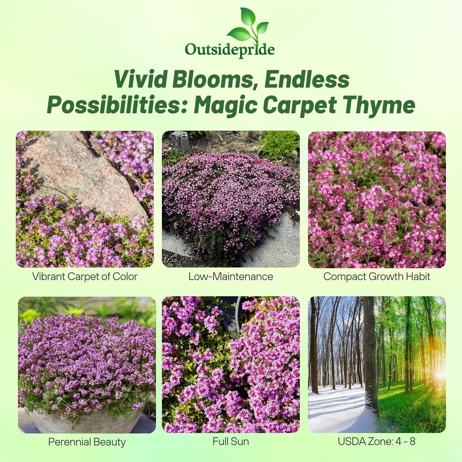 1000 Seeds Creeping Thyme Drought Resistant Thymus Serpyllum Magic Carpet