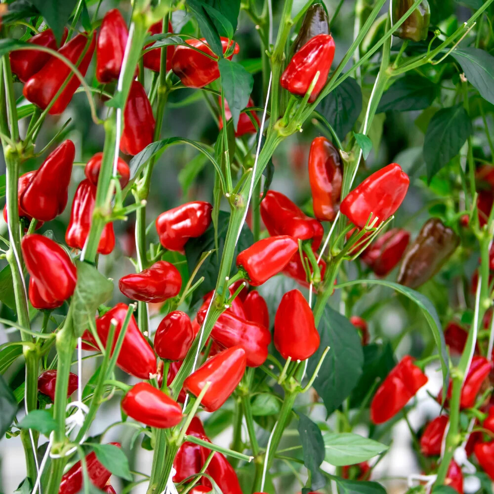 50+ Fresno Chili Hot Pepper Seeds Vegetable Garden NON-GMO Free Shipping #80
