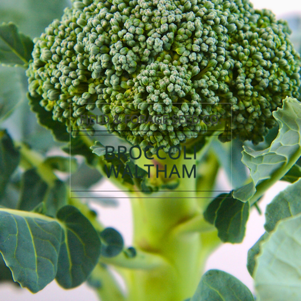 Waltham 29 Broccoli Seeds | Heirloom, Non-GMO | Brassica oleracea | 100 Seeds