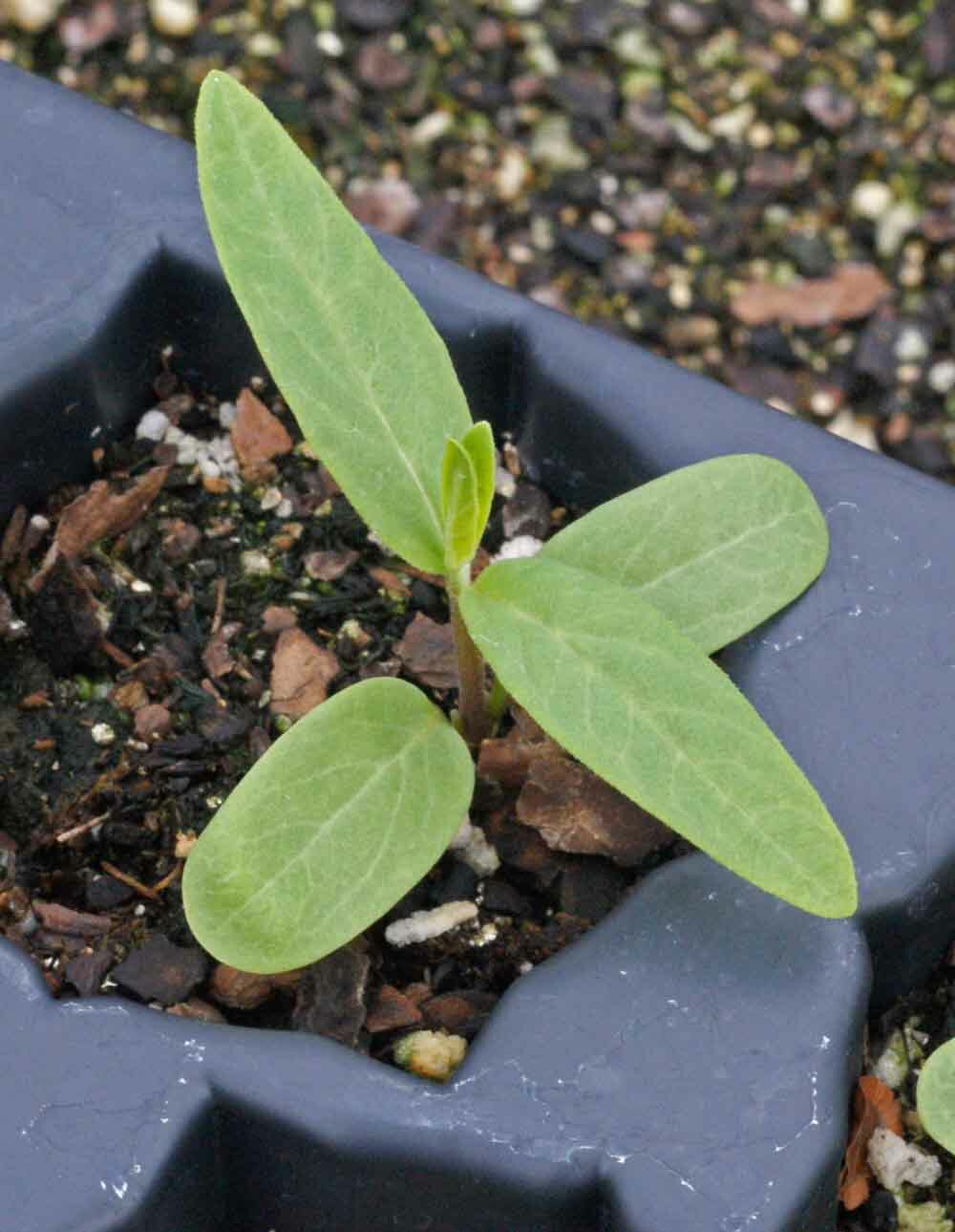 Milkweed SWAMP ROSE Perennial Asclepias Monarch Butterfly Host Plant 50 Seeds!