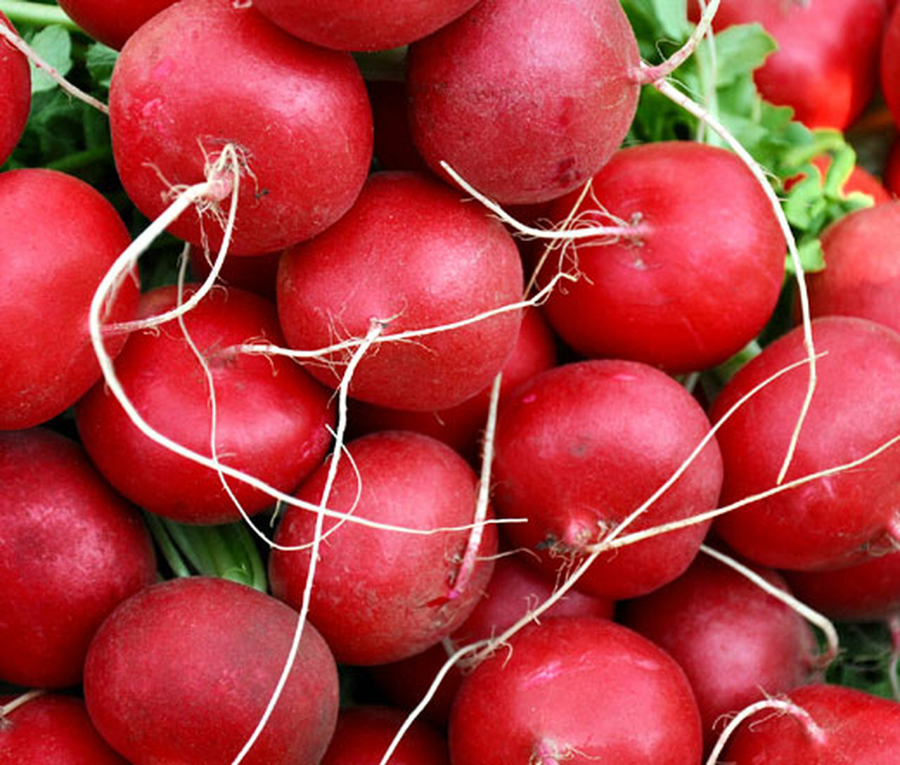Champion Radish Seeds, NON-GMO, Fast Harvest, Variety Sizes, FREE SHIP