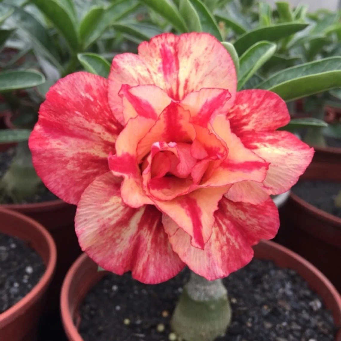 4 Seeds Adenium Obesum Desert Rose “Yellow Red” Flower Seeds Exotic Succulent