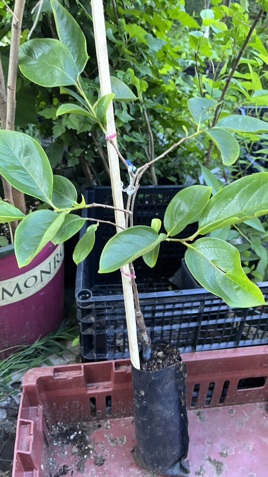 Saijo Asian Persimmon, grafted, 12-18 inches tall live tree plant
