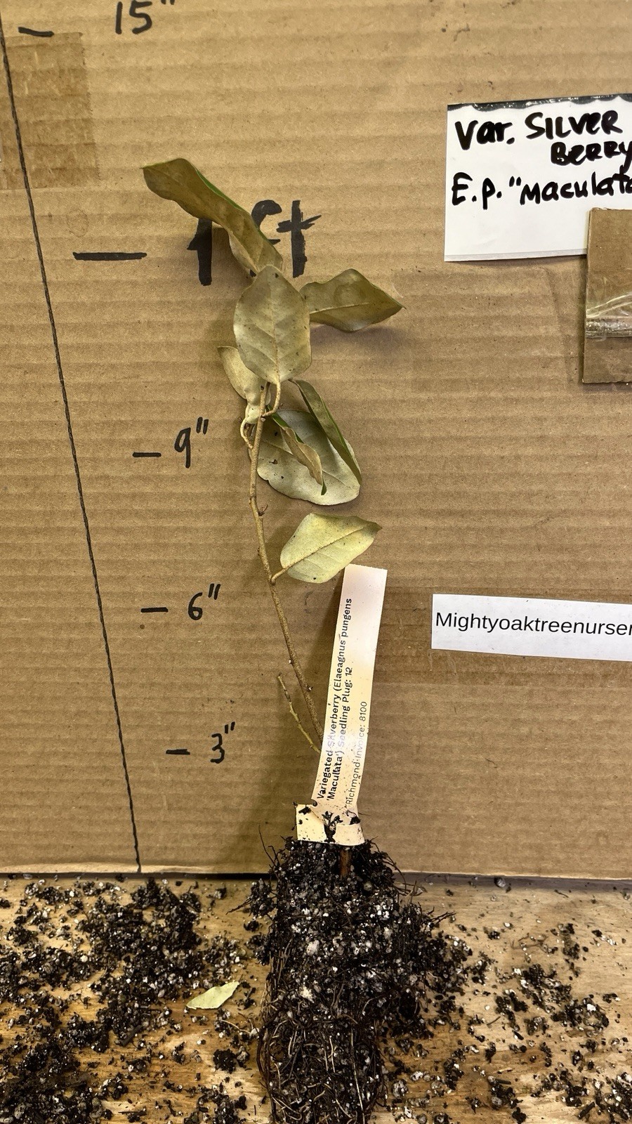 Variegated Silver berry E.P. “Maculata” 1 year old plant
