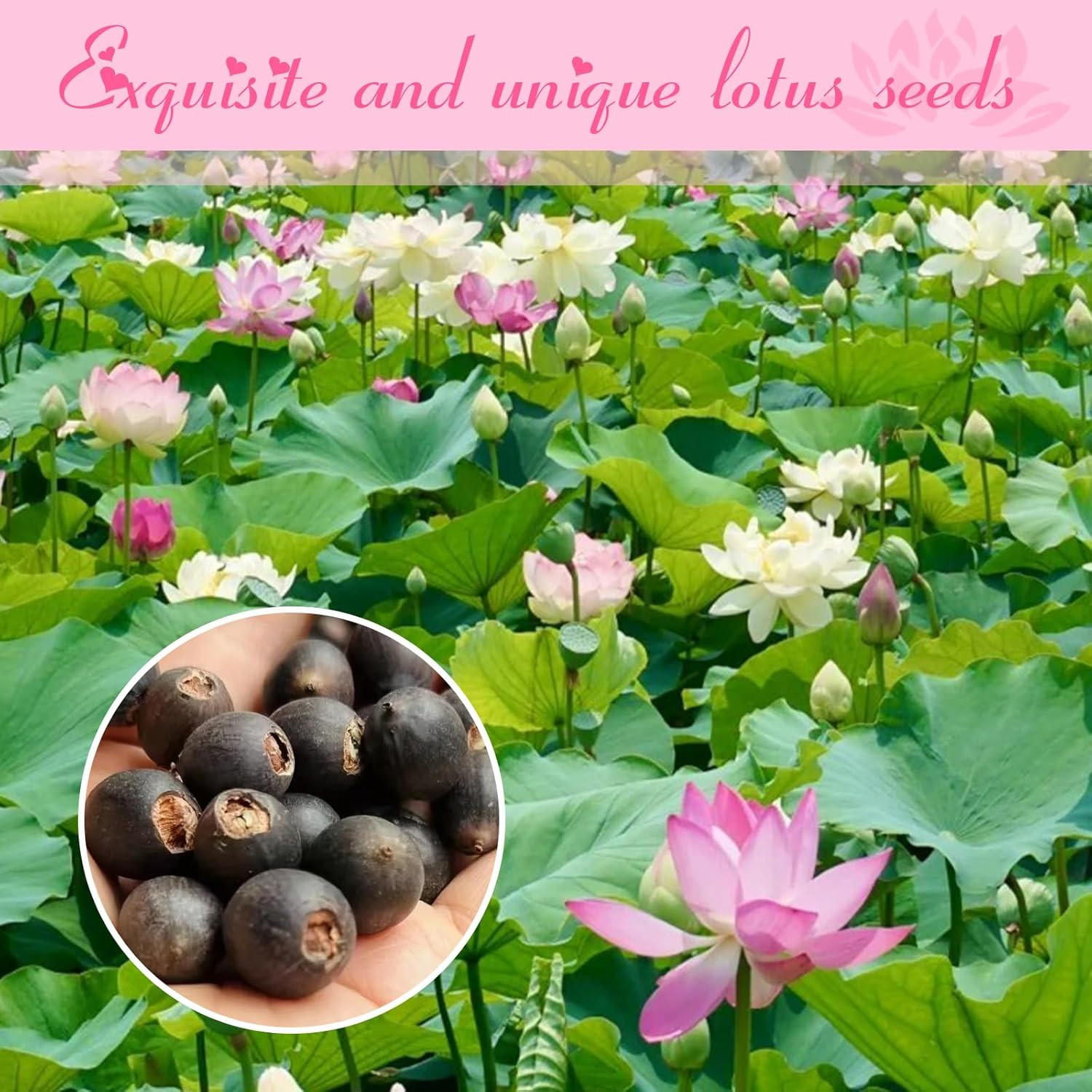 200Pcs Lotus Seeds for Planting – 10 Unique Varieties, Mixed Colors Loto De Cuen