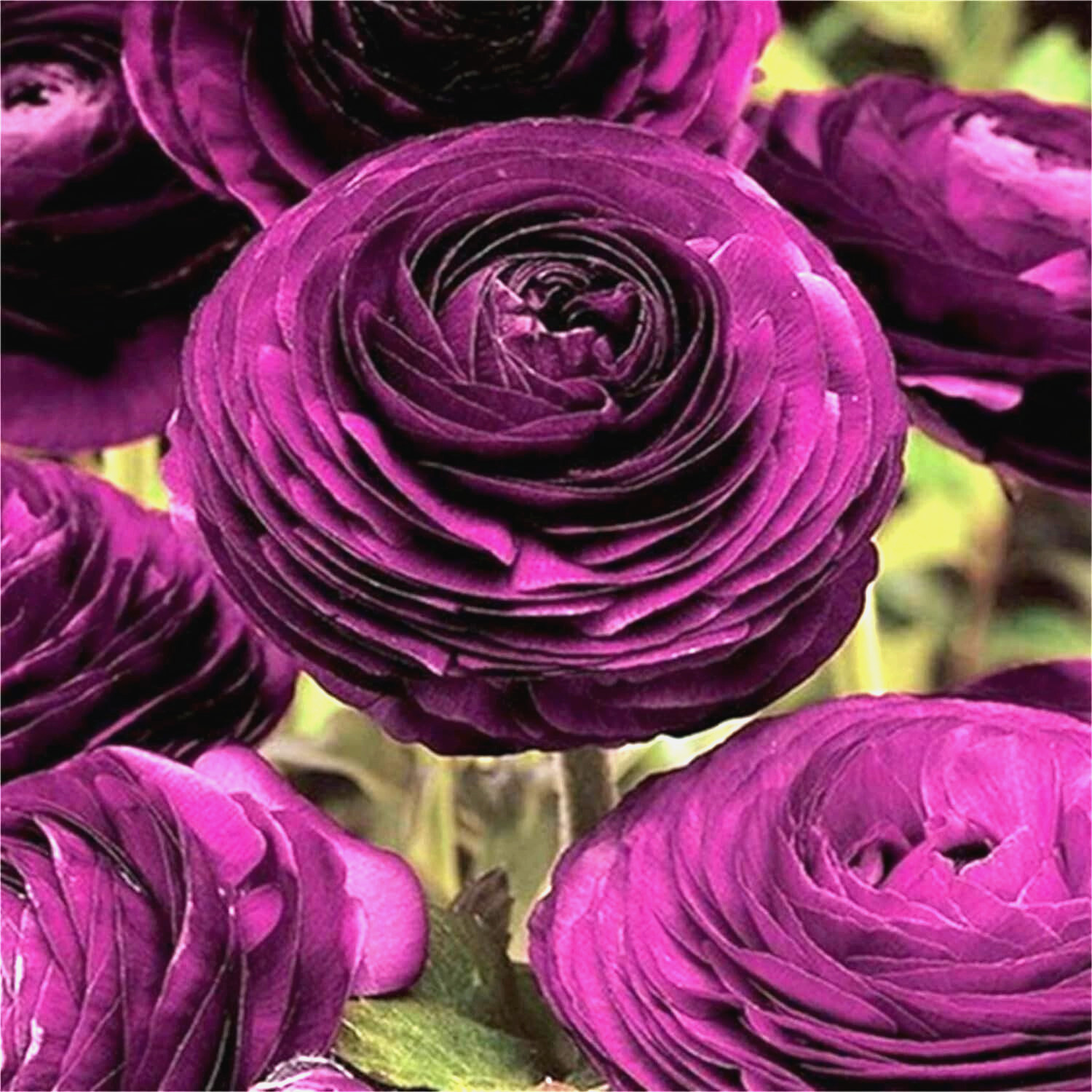Ranunculus Purple Pink Mix Flower Bulbs 20 Corms Peony Rose Bulb Wedding Flowers