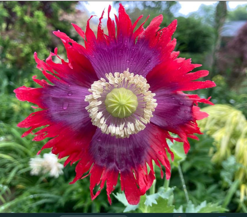 Poppy DRAMA QUEEN Breadseed Frilled Edges Red Purple Flowers Non-GMO 1000 Seeds!