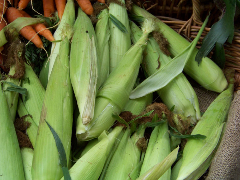 corn, SWEET GOLDEN BANTAM heirloom 7-10″ Ears, abt 80 Days – 42 SEEDS! GroCo USA