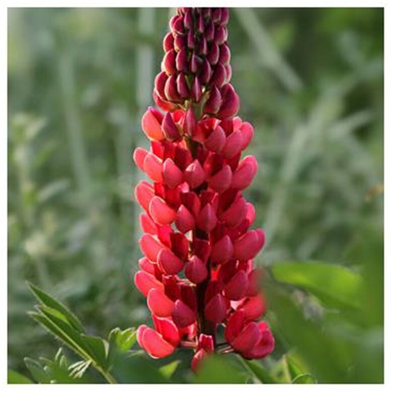 20 EXOTIC rare LUPINE SEEDS for garden flower beds plant bush USA SELLER USPS