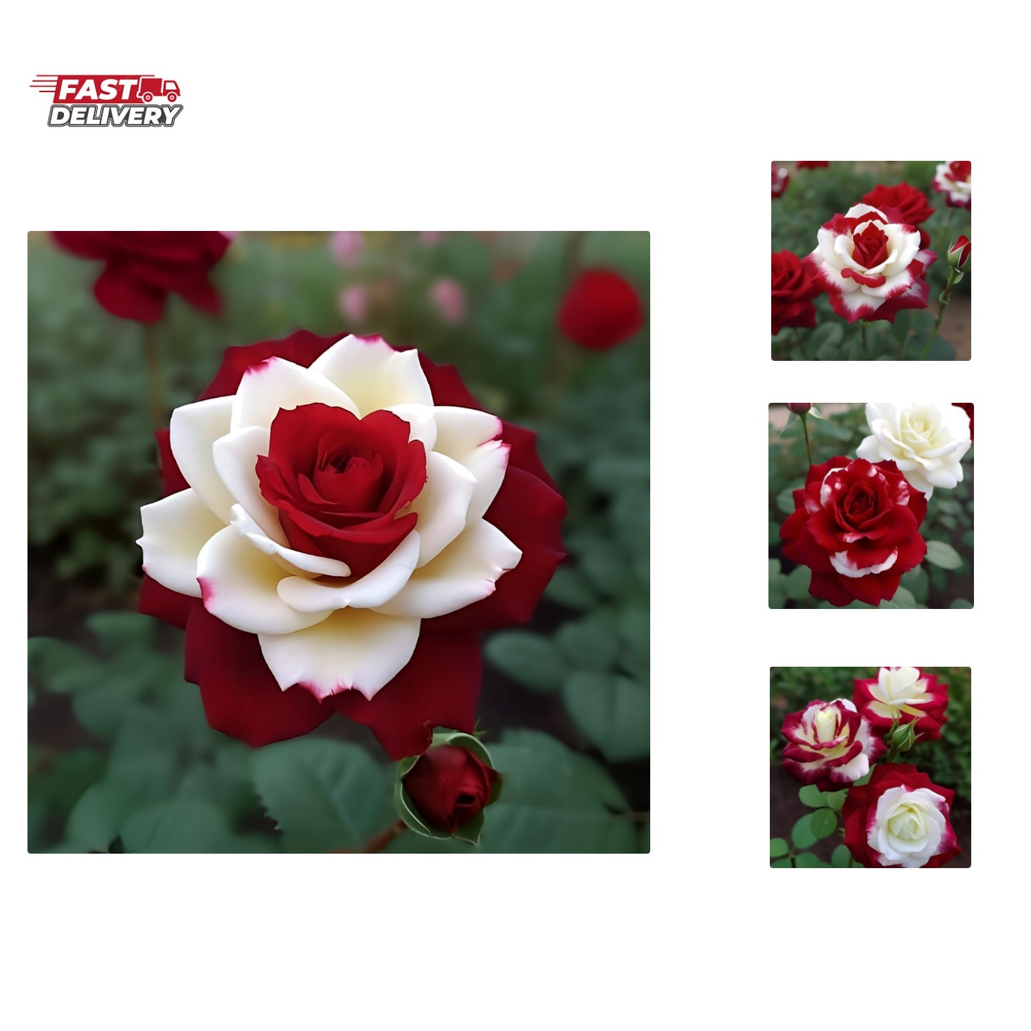 20 Rare Twin Red White Rose Flower Seeds for Planting – Captivating Garden Bl…