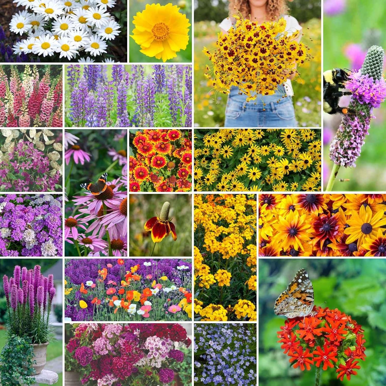 Eden Brothers All Perennial Wildflower Mixed Seeds for Planting, 1/4 Lb, 120,000