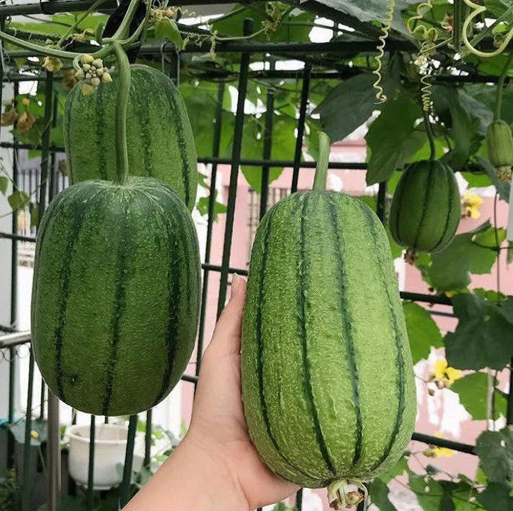 Apple Luffa Seeds – Muop Tao, Rare Heirloom Non-GMO Vegetable